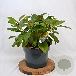 Viburnum davidii 40-50 cm 5,0L
