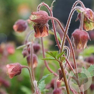 Geum rivale GM P9