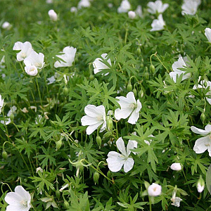 Geranium sang. 'Album' GM P9