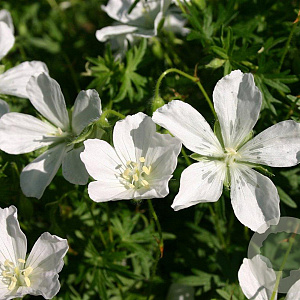 Geranium sang. 'Album' GM P9