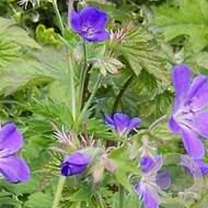 Geranium sylv. 'Birch Lilac' GM P9