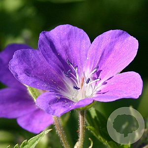 Geranium sylv. 'Mayflower' GM P9