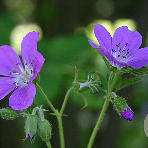 Geranium sylv. 'Mayflower' GM P9