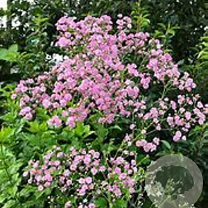 Gypsophila pan. 'Flamingo' GM P9 BIO