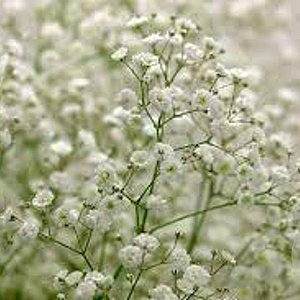 Gypsophila pan. 'Schneeflocke' GM P9