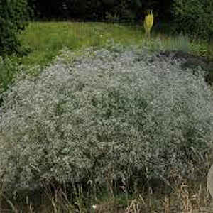 Gypsophila pan. 'Schneeflocke' GM P9