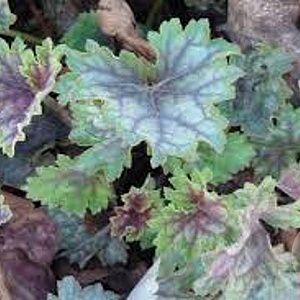 Heuchera 'Beauty Colour' GM P9