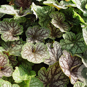 Heuchera 'Beauty Colour' GM P9