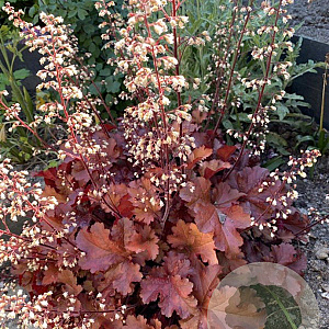 Heuchera 'Boysenberry' GM P9