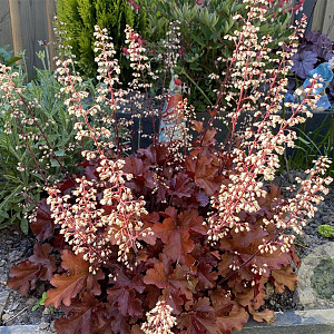 Heuchera 'Boysenberry' GM P9