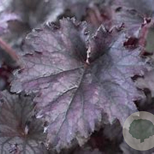Heuchera 'Black Sea' GM P9 BIO