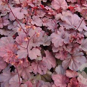 Heuchera 'Cherry Cola' GM P9