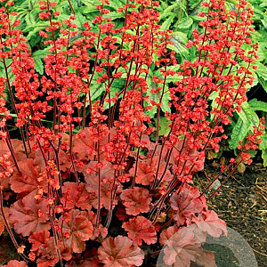 Heuchera 'Cherry Cola' GM P9