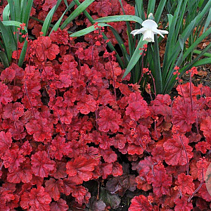Heuchera 'Cherry Cola' GM P9