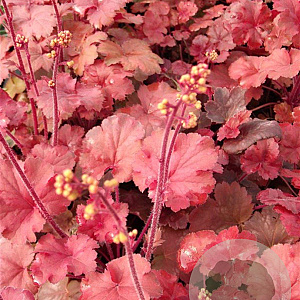 Heuchera 'Cherry Cola' GM P9