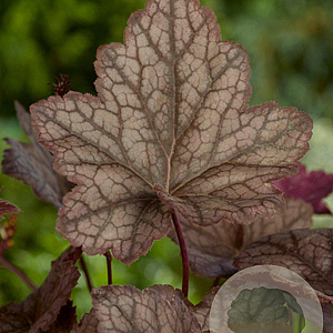 Heuchera 'Cascade Dawn' GM P9