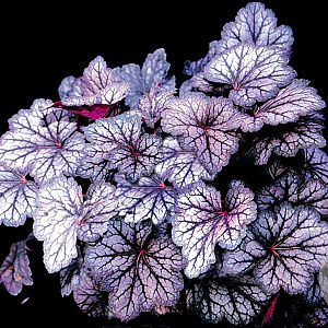 Heuchera 'Cascade Dawn' GM P9