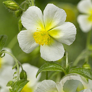 Helianthemum 'Elfenbeinglanz' GM P9