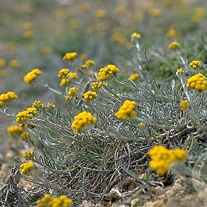 Helichrysum italicum 'Dwarf Curry' GM P9