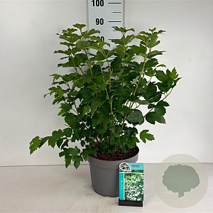 Viburnum opulus 'Roseum' 60-80 cm 10L