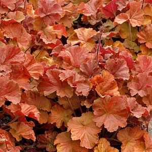 Heuchera Northern Exposure Amber GM P9
