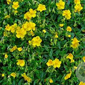 Helianthemum nummularium GM P9