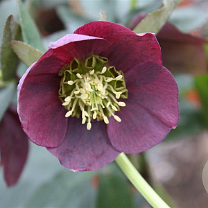 Helleborus o. 'Pretty Ellen Red' GM P9