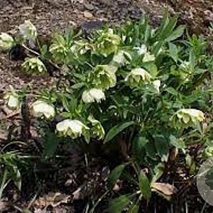 Helleborus o. 'Pr. Ellen Spotted' GM P9