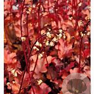 Heuchera 'Peach Flambé' GM P9 BIO