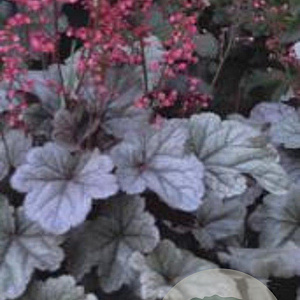 Heuchera 'Silver Gumdrop' GM P9