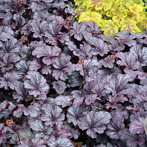 Heuchera 'Shanghai' GM P9