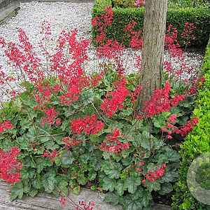 Heuchera sang. 'Leuchtkäfer' GM P9 BIO