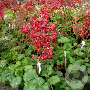 Heuchera sang. 'Ruby Bells' GM P9