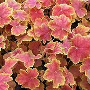Heuchera 'Tiramisu' GM P9 BIO