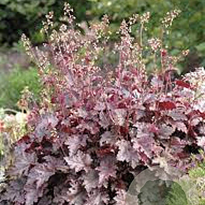 Heuchera 'Melting Fire' GM P9