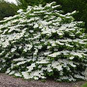 Viburnum plic. tomentosum 125-150 cm 20L