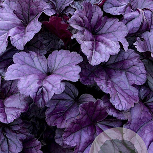Heuchera 'Wildberry' GM P9