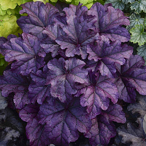 Heuchera 'Wildberry' GM P9