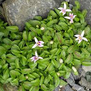 Hypsela reniformis GM P9