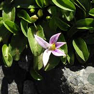 Hypsela reniformis GM P9