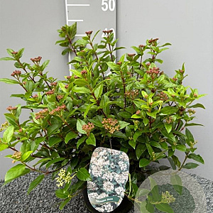 Viburnum tinus 30-40 cm 5,0L