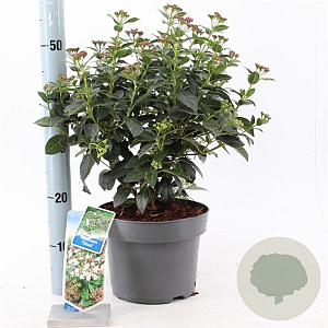 Viburnum tinus 30-40 cm 5,0L