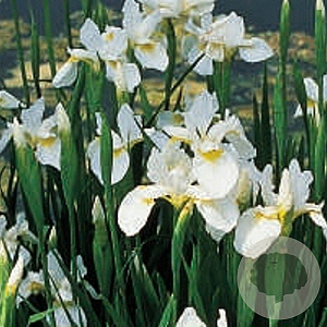 Iris sib. 'Snow Queen' GM P9