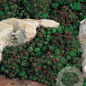 Jovibarba sob. 'Green Globe' GM P9