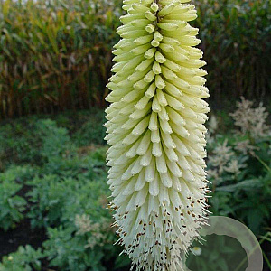 Kniphofia 'Ice Queen' GM P9