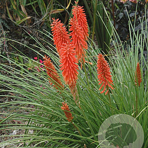 Kniphofia 'Nancy Red' GM P9