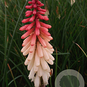 Kniphofia 'Orange Vanilla Popsicle' GM P9