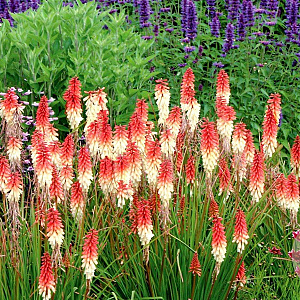 Kniphofia 'Orange Vanilla Popsicle' GM P9