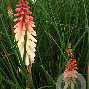 Kniphofia 'Orange Vanilla Popsicle' GM P9