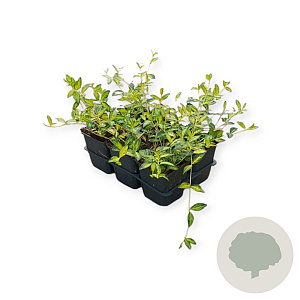 Vinca minor Illumination GM P9